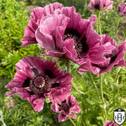 Papaver orientale 'Manhattan' - Idamagun 'Manhattan' P11/0,75L